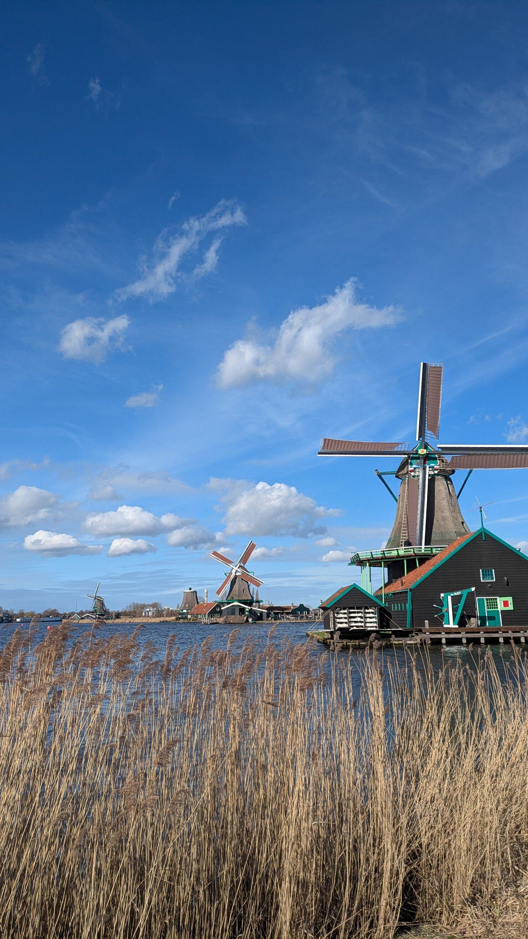 Several traditional Dutch windmills with large wooden blades on a waterfront. One prominent dark green windmill stands in the foreground next to wooden docks and buildings. Tall dry reeds line the water's edge under a clear blue sky with scattered white cloud