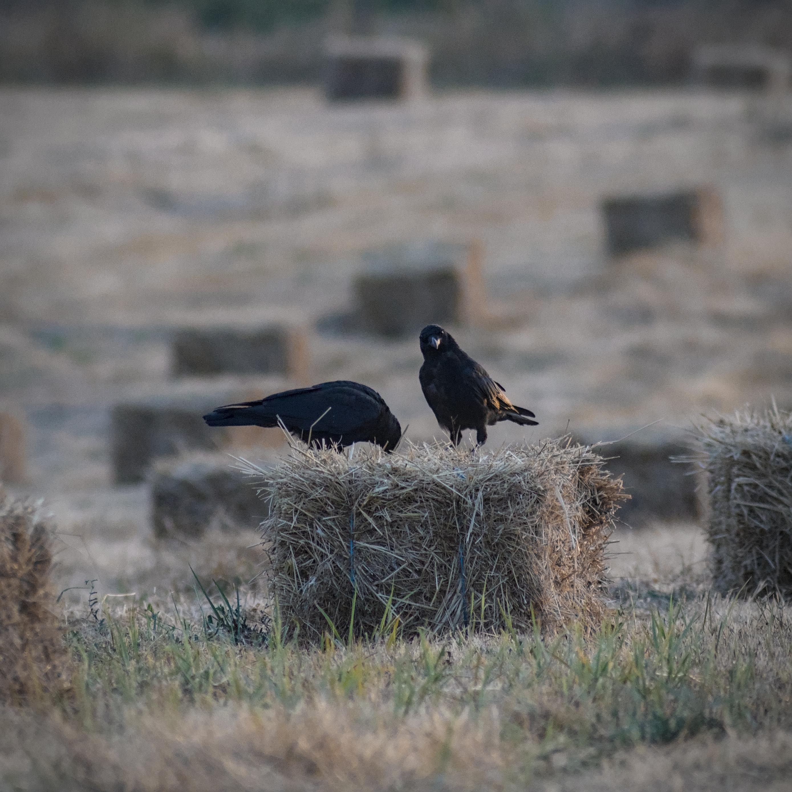 Two large black crows standing atop a rectangular hay bale in a recently cut field. The crows are jet black, with one interested in getting a snack out of the hay bale itself while another seems to have spotted me.