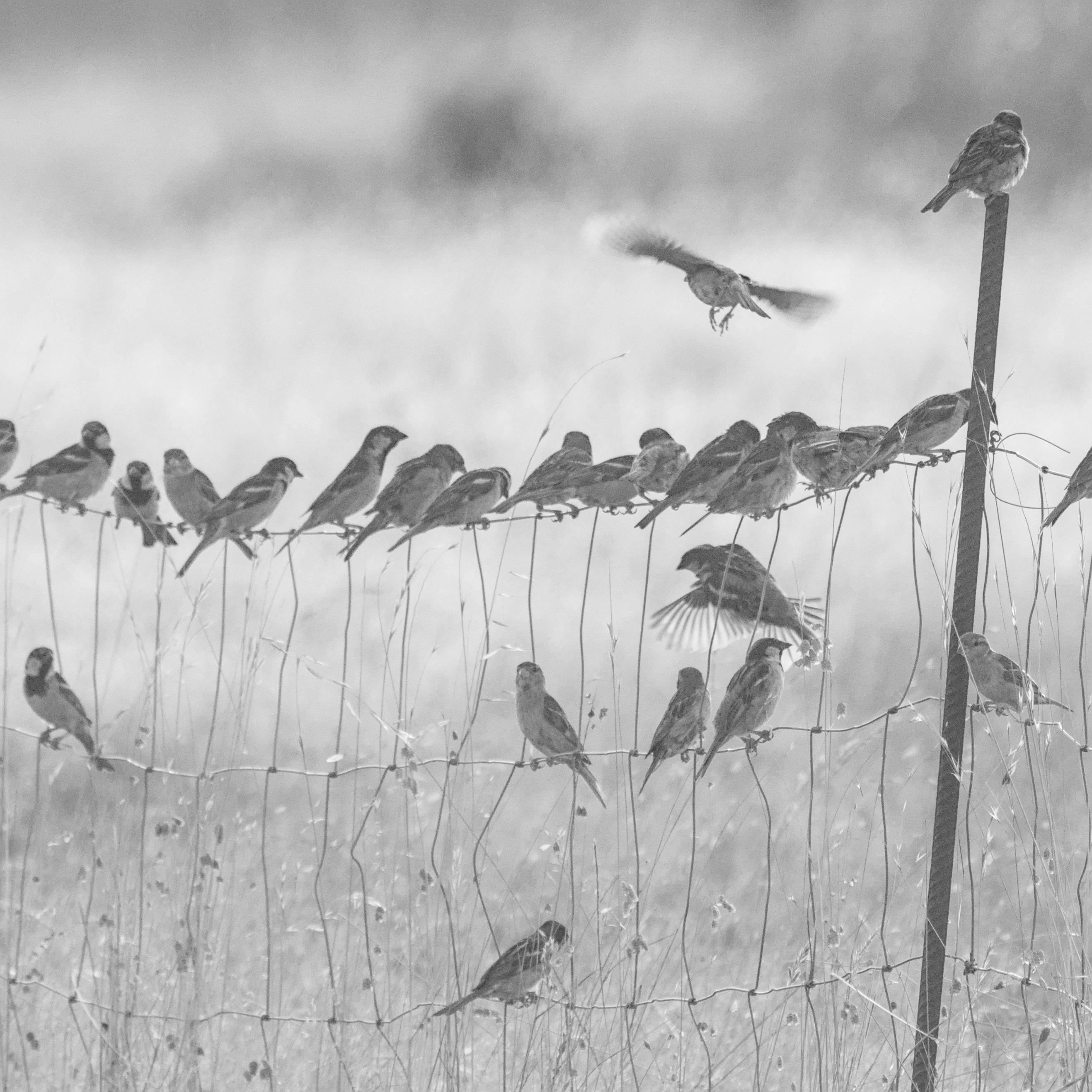 A wire fence within a field covered in house sparrows (Over 20), with a couple mid-flight. The photo has been processed into monochrome.
