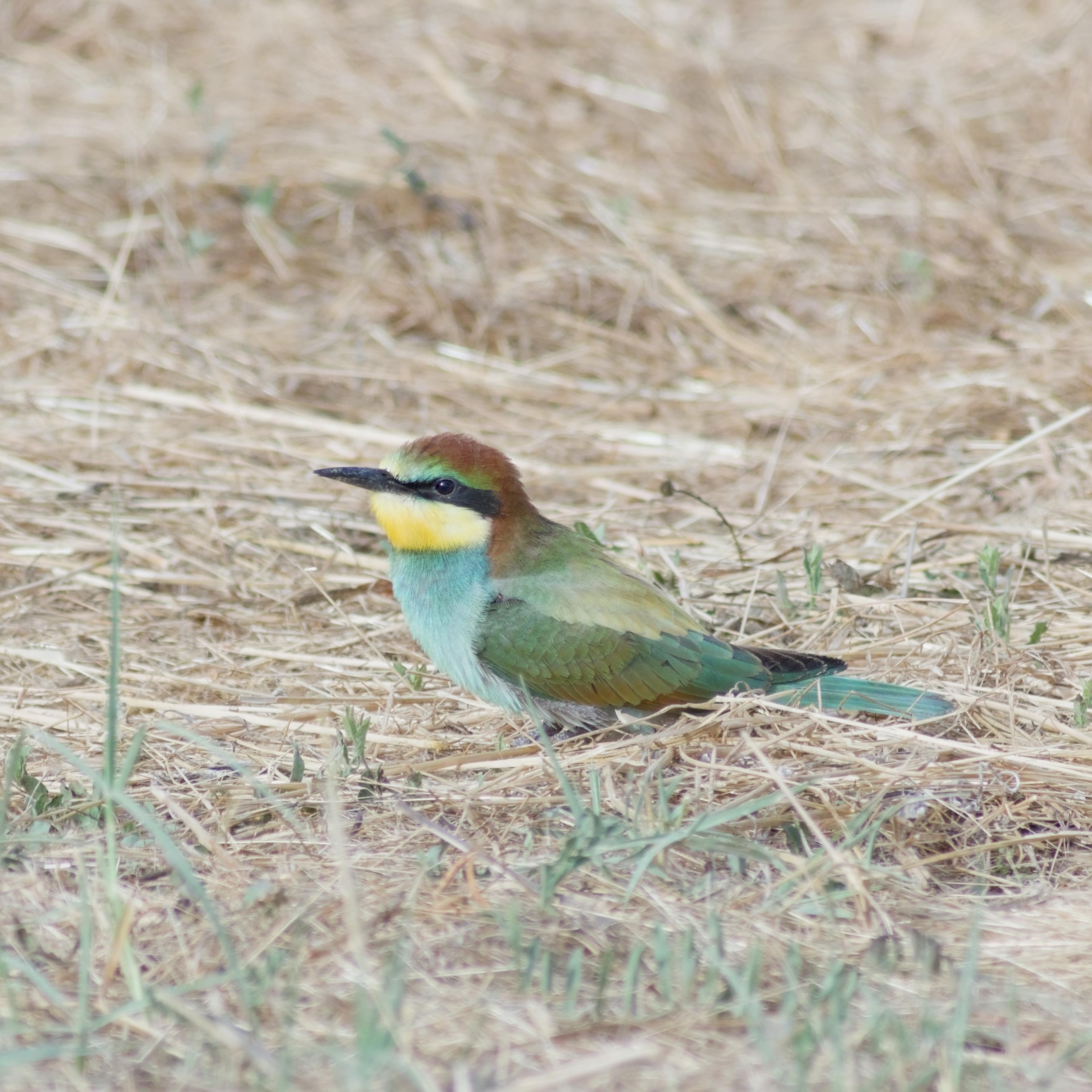 A vibrant multi-coloured bird, the European-bee eater, stood in a freshly cut field. The bird is a mix of green, aqua, bronze rust around the top and back of the head, strong yellow around the chin; a narrow black band along the eye connected to the sharp black beak