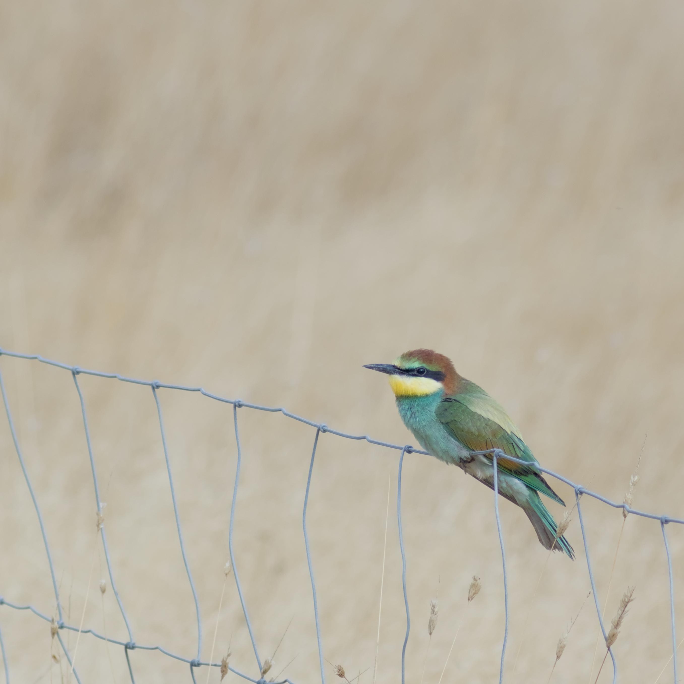 The same vibrantly multi-coloured European-bee eater, perched now on a metal wire fence in a field;