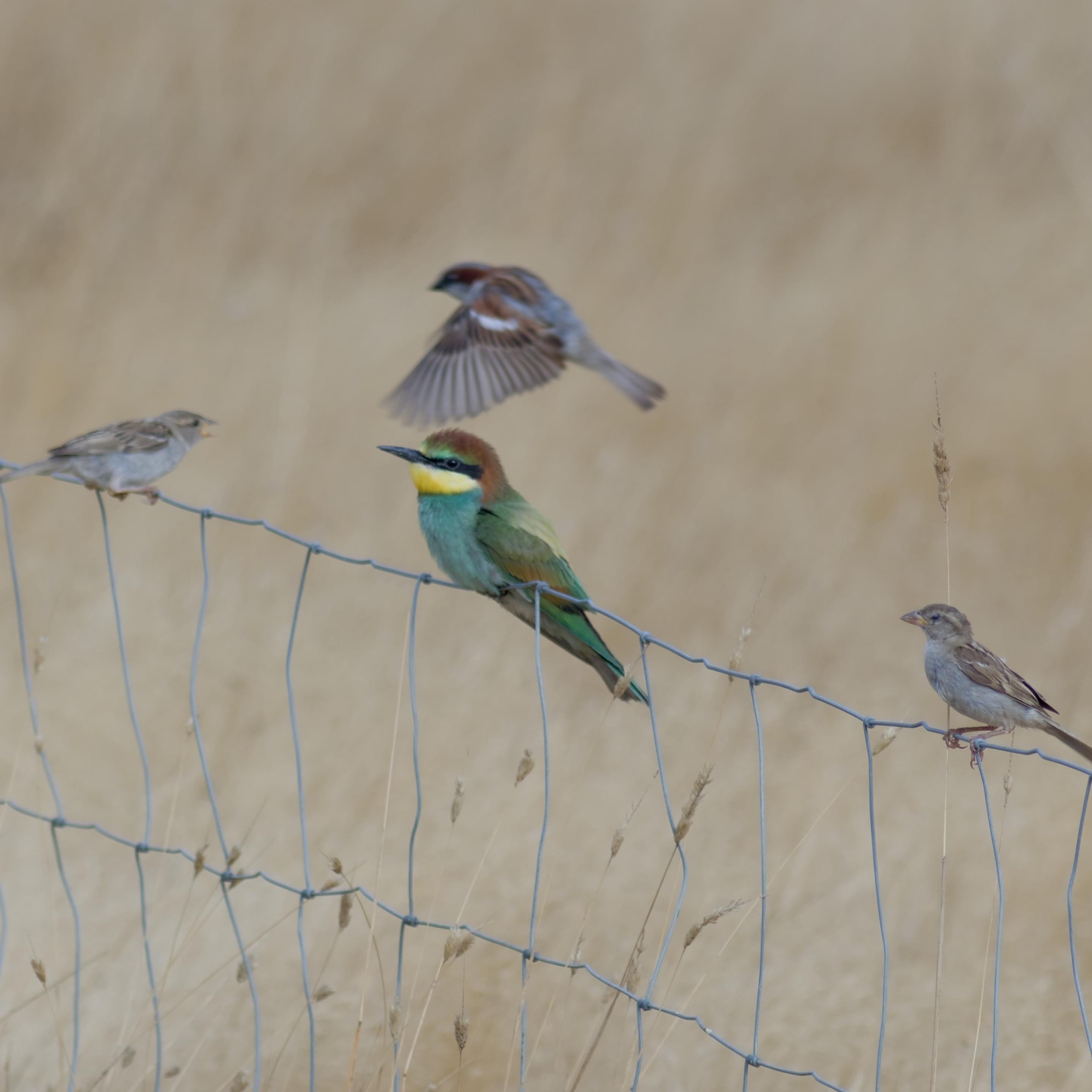 The same multi-coloured European Bee-eater, on the same fence now surrounded by house sparrows which seem a bit curious about this bigger birds presence among them.