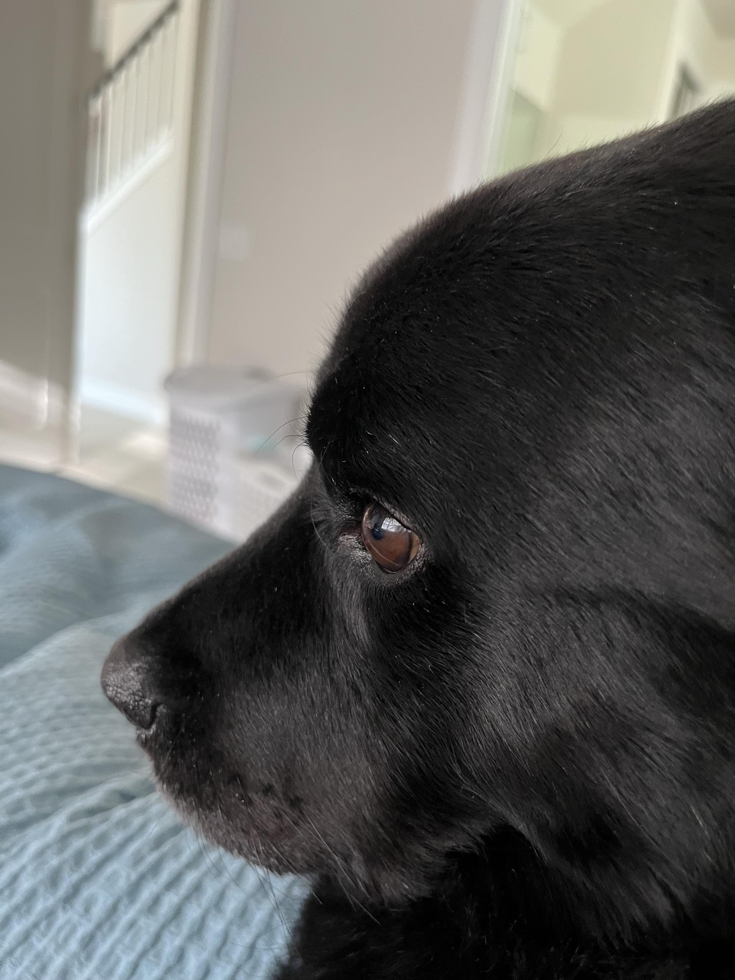 Close up of the side of Ryder's face (a fluffy black lab with brown eyes) looking down and sad. Background is a blue duvet cover and white walls and hamper in a bedroom
