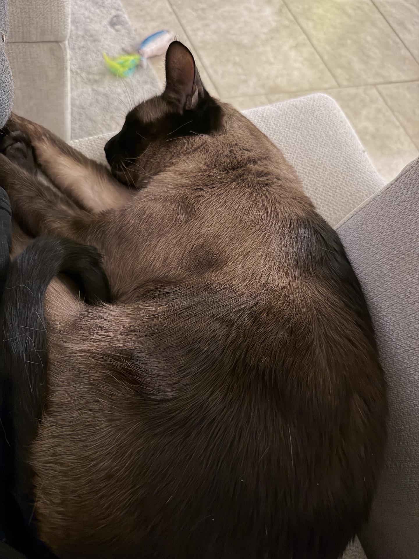 siamese cat curled up like a shrimp