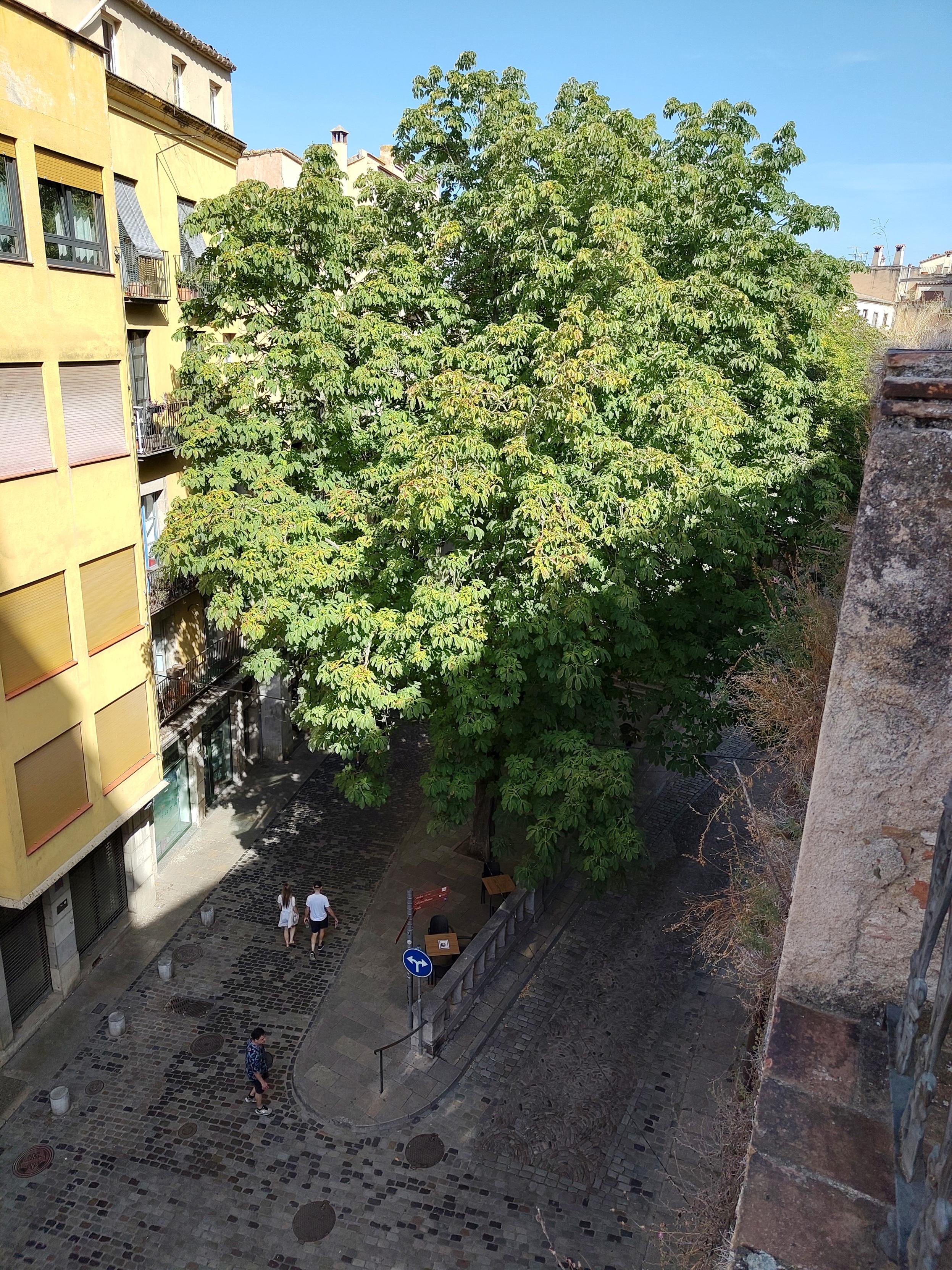 Arbrat al Carrer de les Ballesteries, al Barri Vell de Girona, aquest migdia.