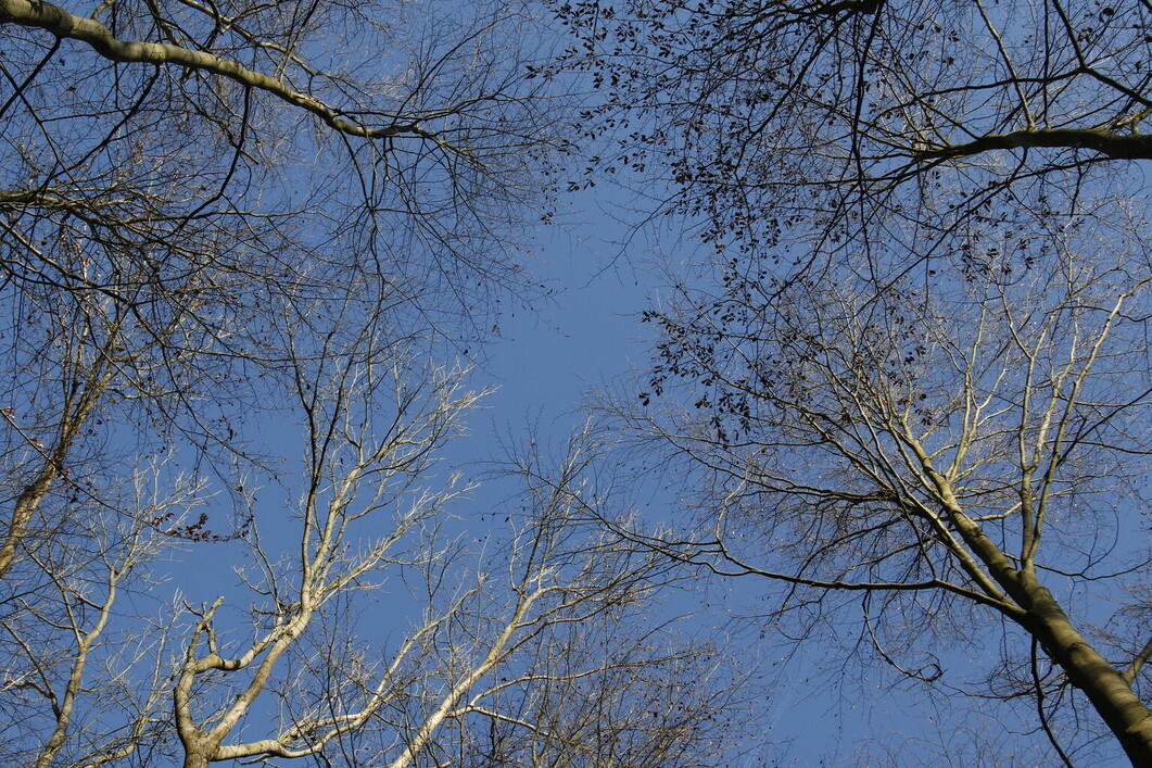 Header Image