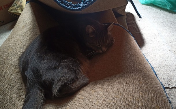 Grey tabby cat curled up on the underside of a rolled-up blue carpet which has been folded over. The cat is sleeping under the overhang of the foldover.