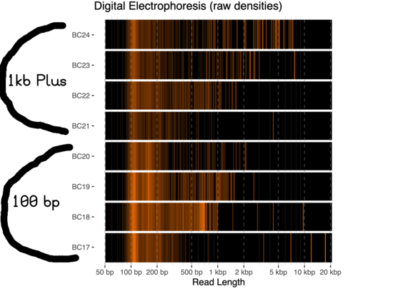 Digital electrophoresis of sequencing read length results after gel cut and RBK114.24 fragmentation. One lane of DNA ladder (1kb Plus, or 100 bp) was cut into 4 equal-sized pieces, then pieces were sequenced on a Flongle flow cell. The electrophoresis plot shows an increase in maximum read length with gel pieces from the longer bands, but each chunk still has lots of short bands. This is expected, because the sample DNA is randomly fragmented by the rapid barcoding kit.