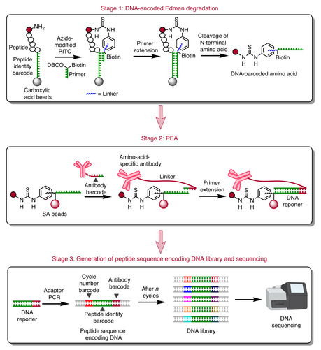 Fig. 1 | Overview of peptide sequencing through reverse translation.
In stage 1, peptides are conjugated with peptide identity barcode sequences
immobilized on magnetic beads. A modified Edman degradation reaction is
performed using a PITC molecule modified with an azide group, enabling click
coupling to a DBCO-modified, biotinylated primer that hybridizes directly to
the peptide identity barcode sequence. This primer is extended to record the
peptide identity barcode before N-termin…