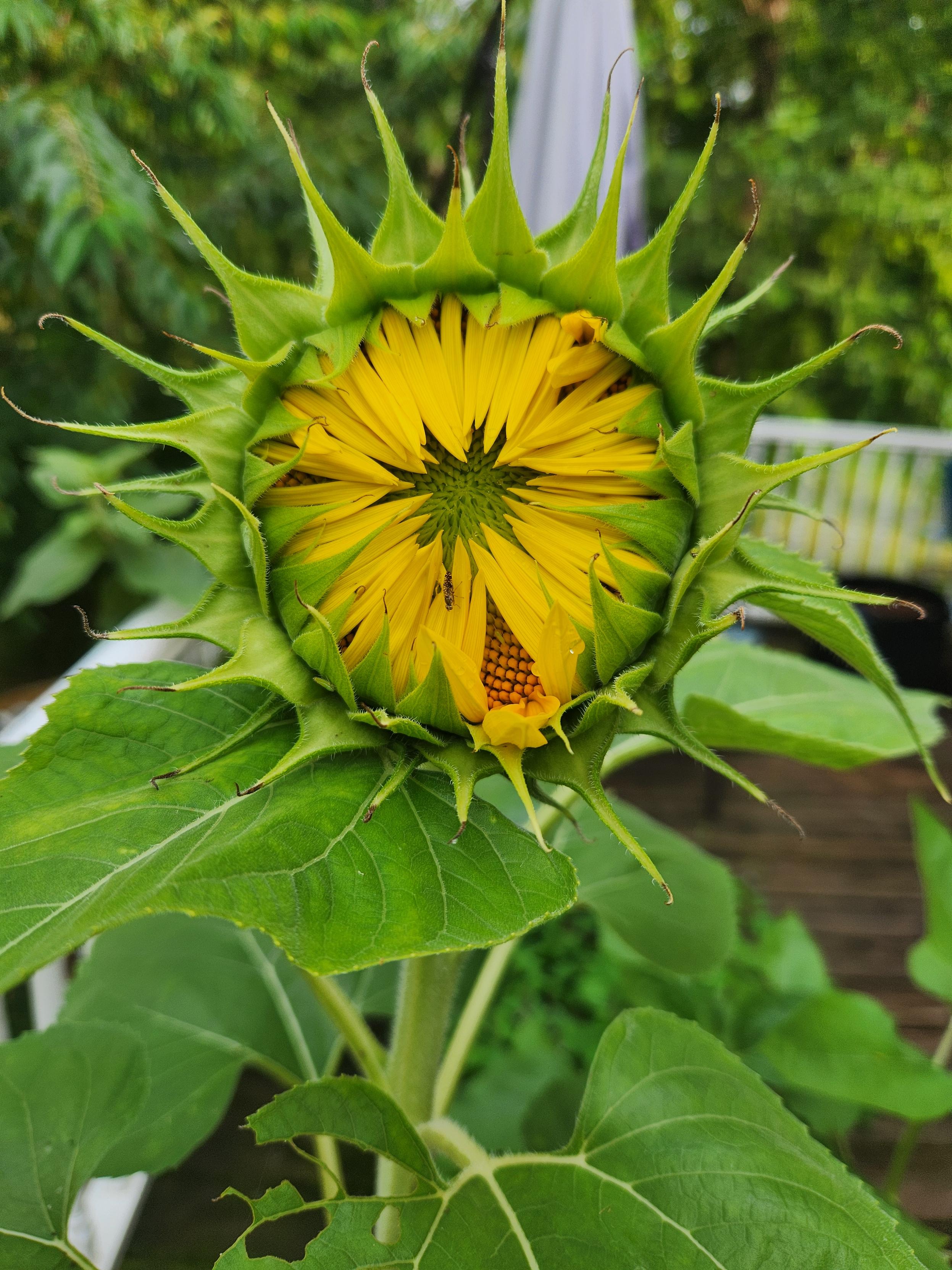 Sunflower about to open. Bright yellow petals.