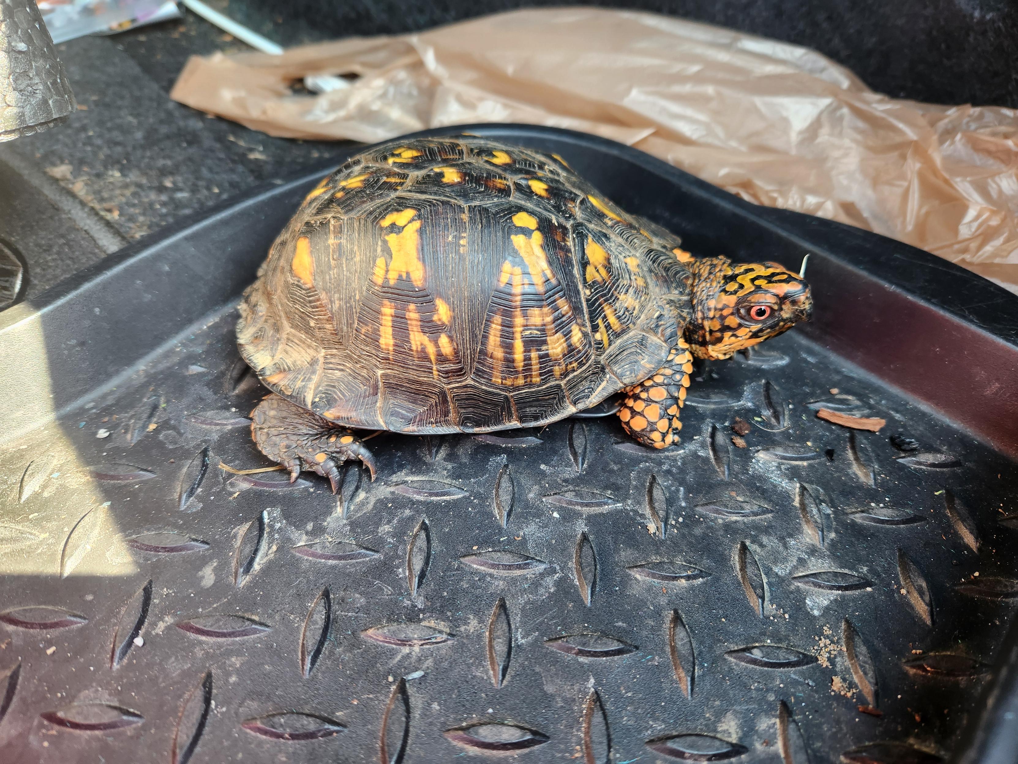 Box turtle in my trunk. Beautiful yellow and brown coloration. Eyes are red.
