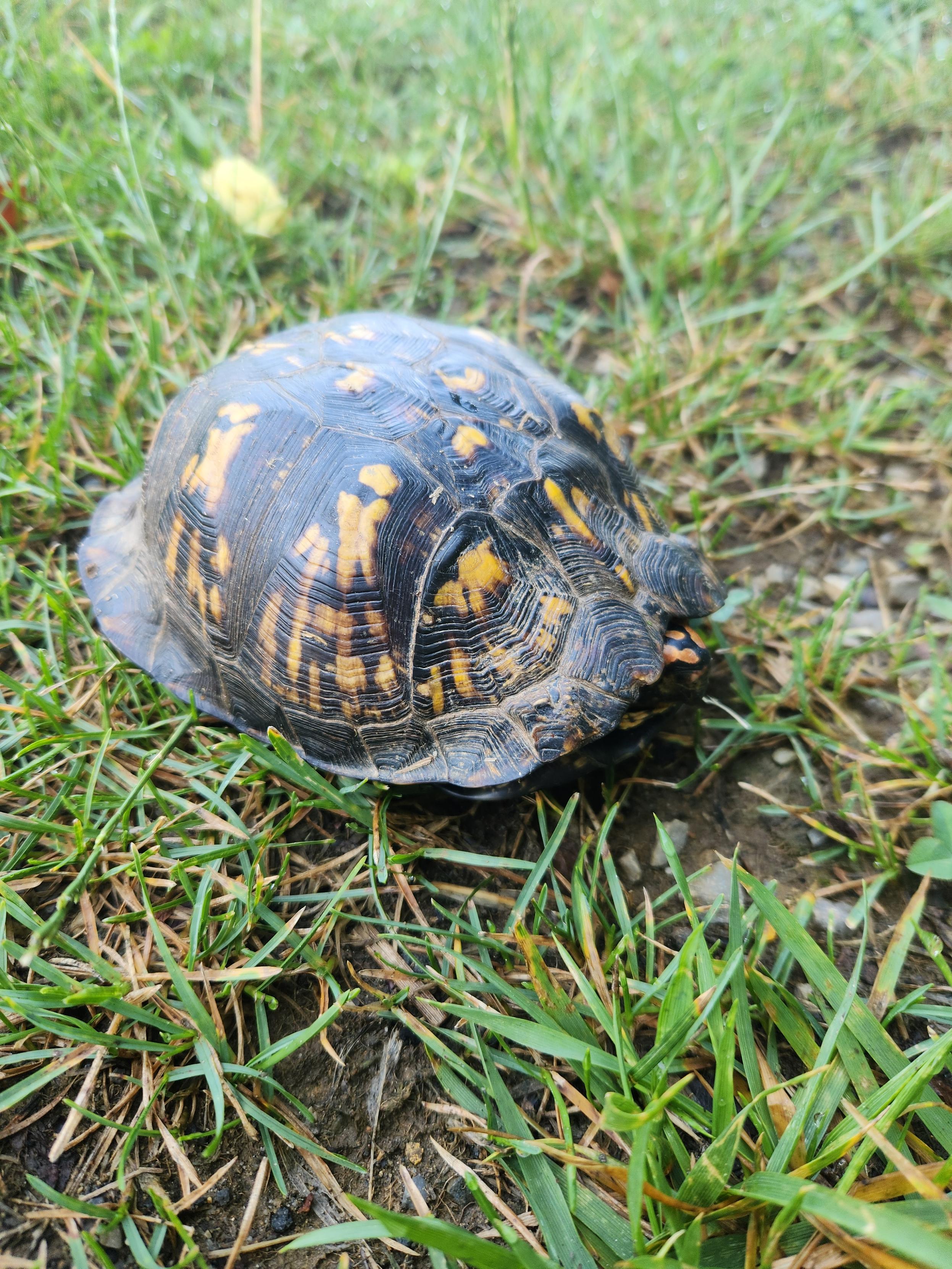 Same box turtle in the grass. All limbs and head inside the shell