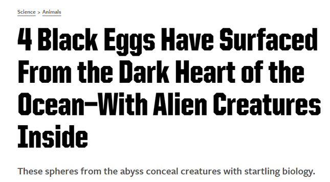 4 Black Eggs Have Surfaced From the Dark Heart of the Ocean—With Alien Creatures Inside
These spheres from the abyss conceal creatures with startling biology.