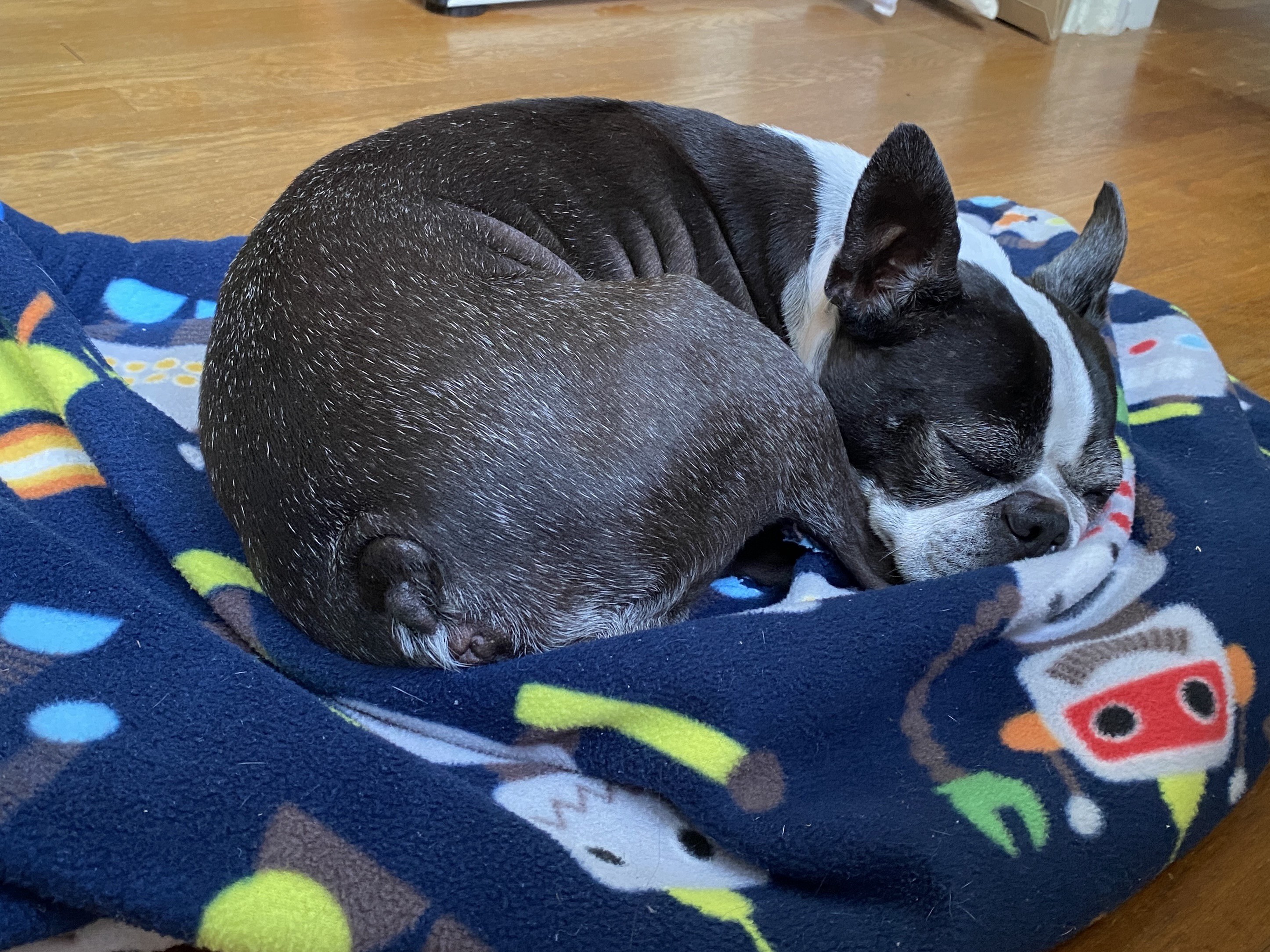 A photo of a Boston terrier curled up into a ball on a fleece blanket with a robot print on the fabric. She is asleep and cute