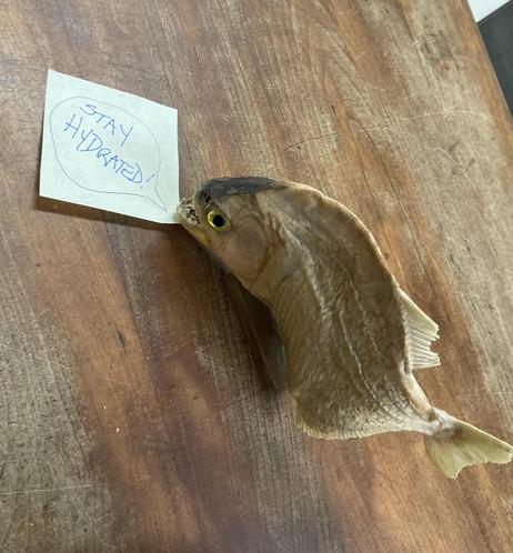 A dried piranha on a desk with a post-it coming out of its mouth on which someone has written a speech bubble saying "Stay hydrated"