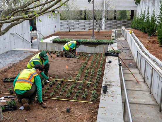 Three workers from Ruppert planting a native variety of liriope in the Georgia Museum of Art's Jane and Harry Willson Sculpture Garden. They're all down on the ground, wearing green shirts, dark pants and bright yellow caution vests, as they gently place each plant into neatly ordered rows in the dirt.