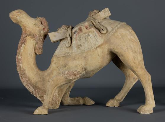 A color photograph of a Bactrian camel mingqi, or Chinese grave good. The camel has its right front knee on the ground, meaning that the bottom of its neck grazes the ground, and it holds its head up high. You can see remnants of colorful paint on its saddle and hair.