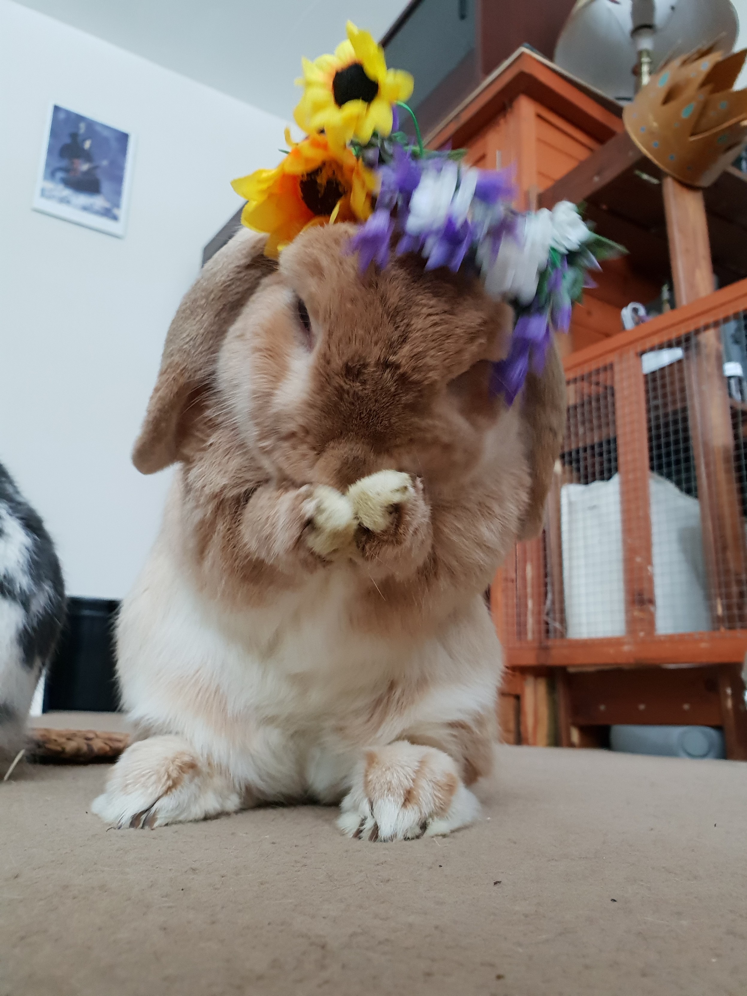 little tan rabbit up on his hind legs, cleaning his face. He's wearing a flower crown.