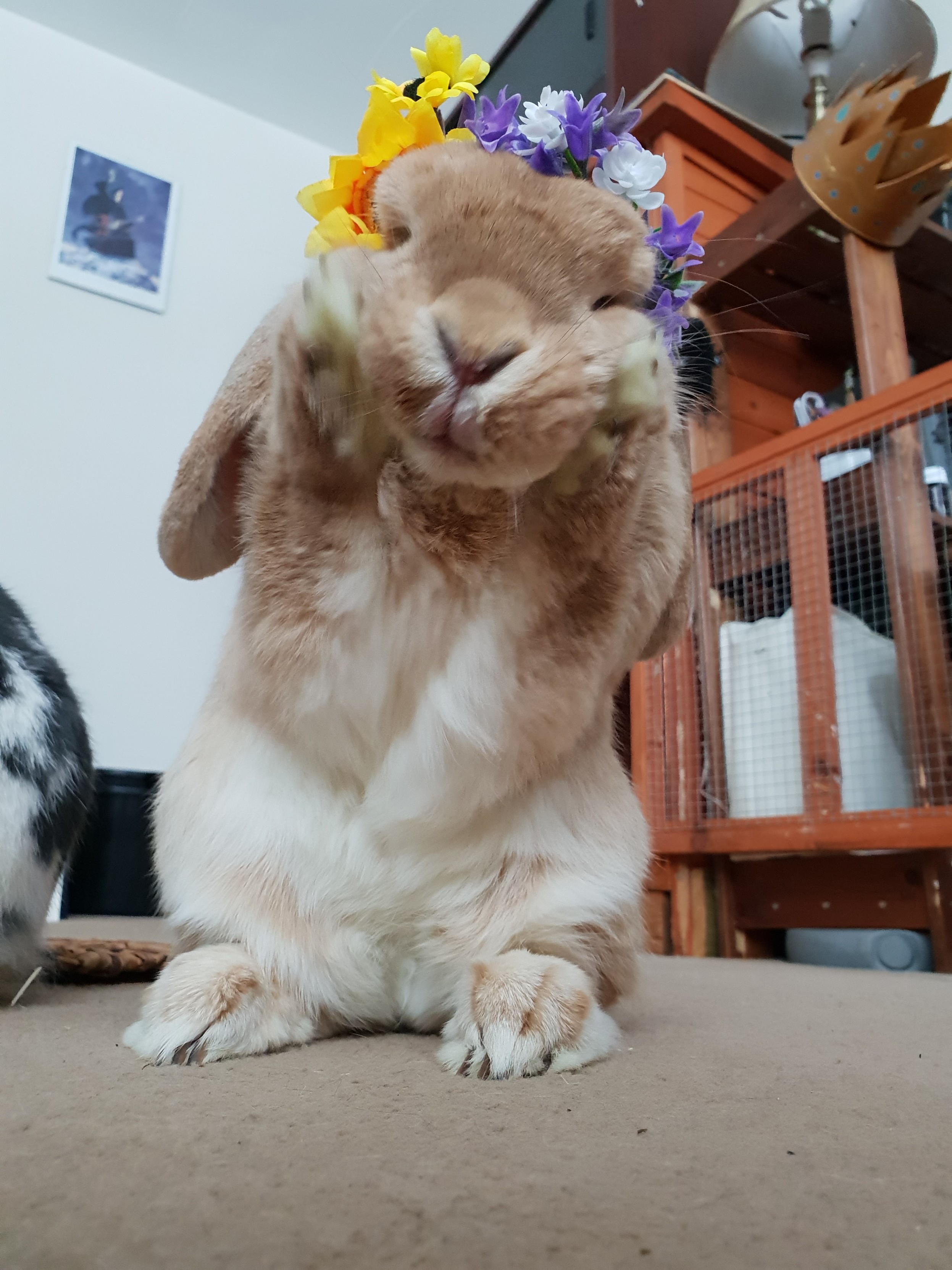 little tan rabbit up on his hind legs, cleaning his face. He's wearing a flower crown.