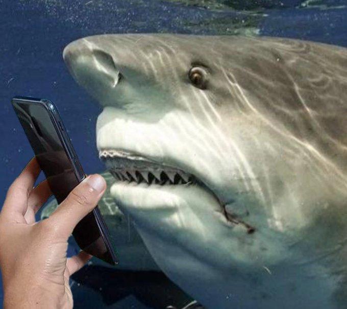 A hand holding a phone up to a very mortified shark's face.