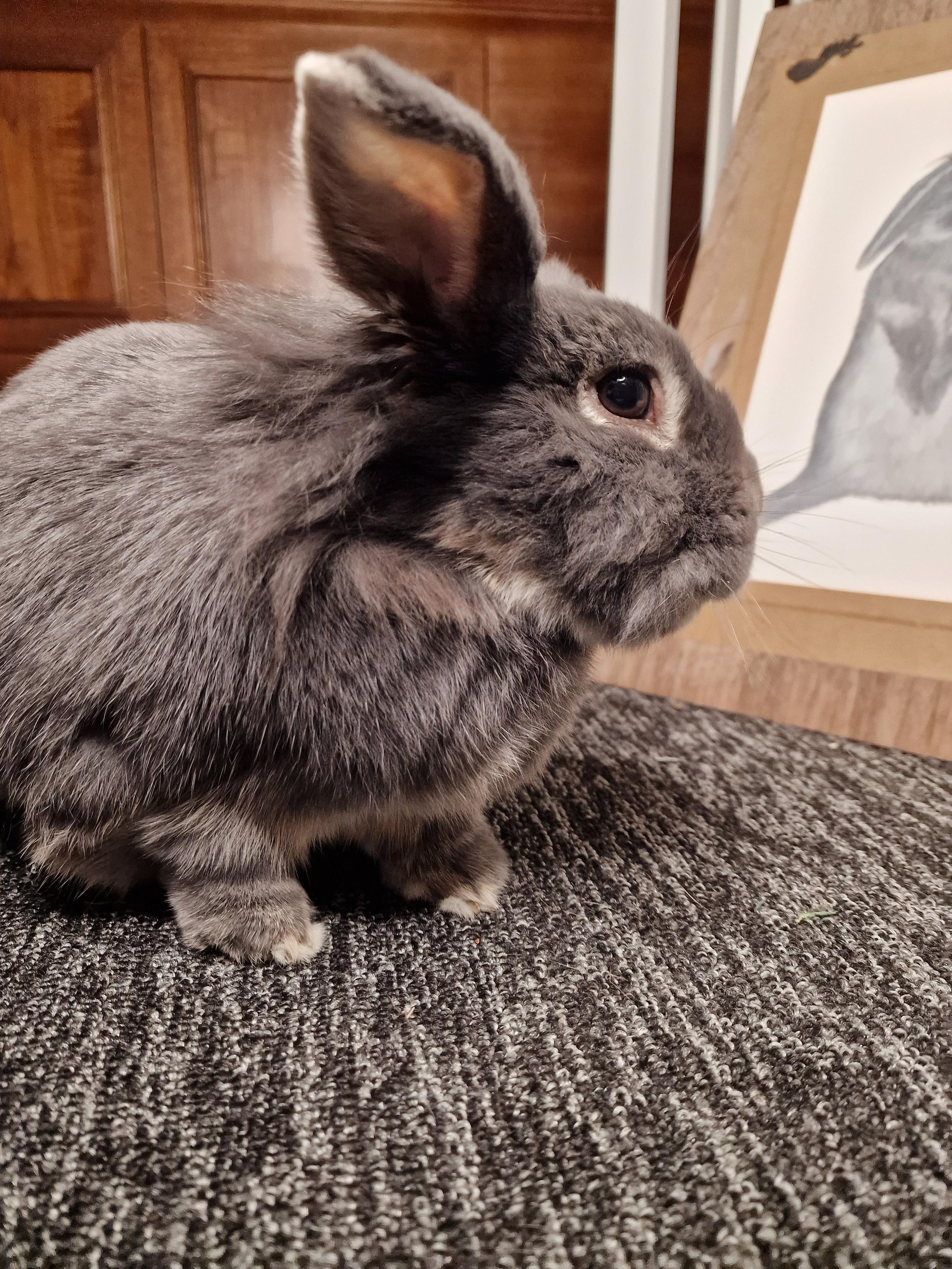 Strong side eye from a grey rabbit
