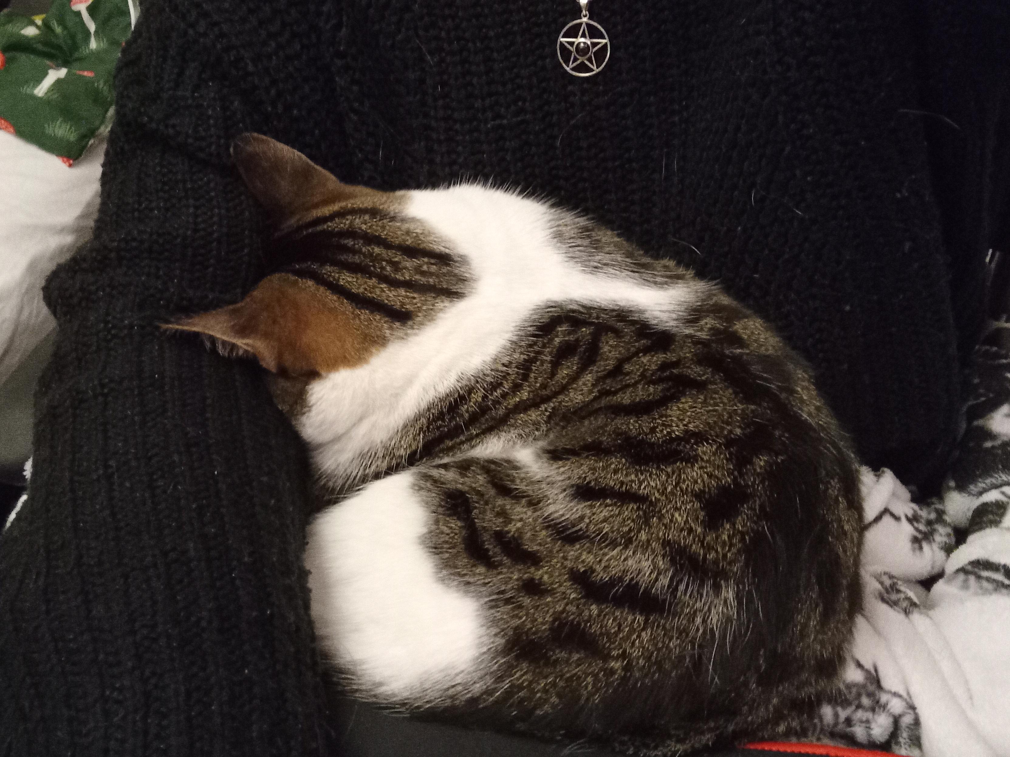 Bonbon, a mackeral and white tabby cat, curled up and squished onto my lap, face planted into the crook of my be-jumpered/be-sweatered elbow so that only her ears are showing.