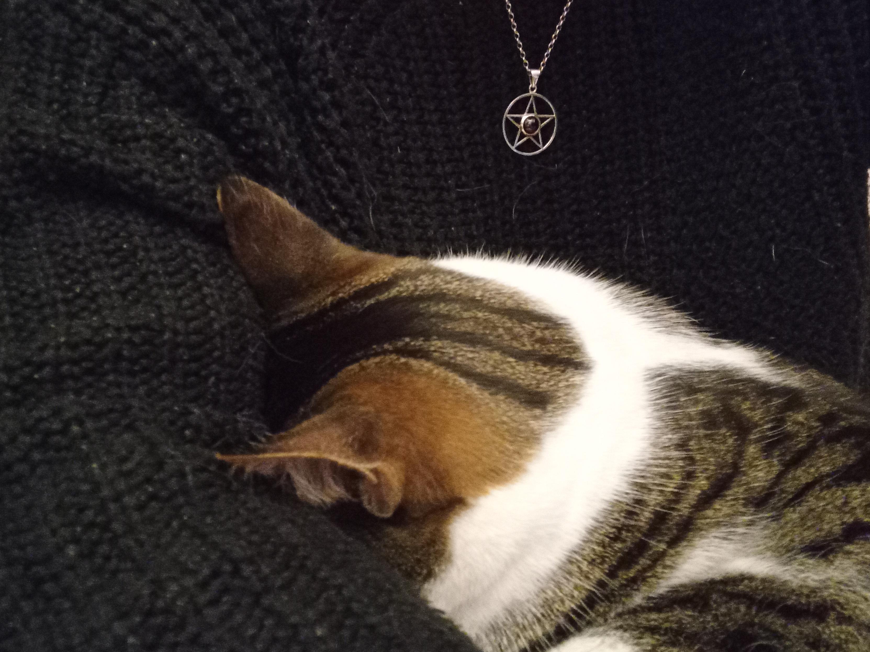 A closeup of her cute little stripy head brown ears