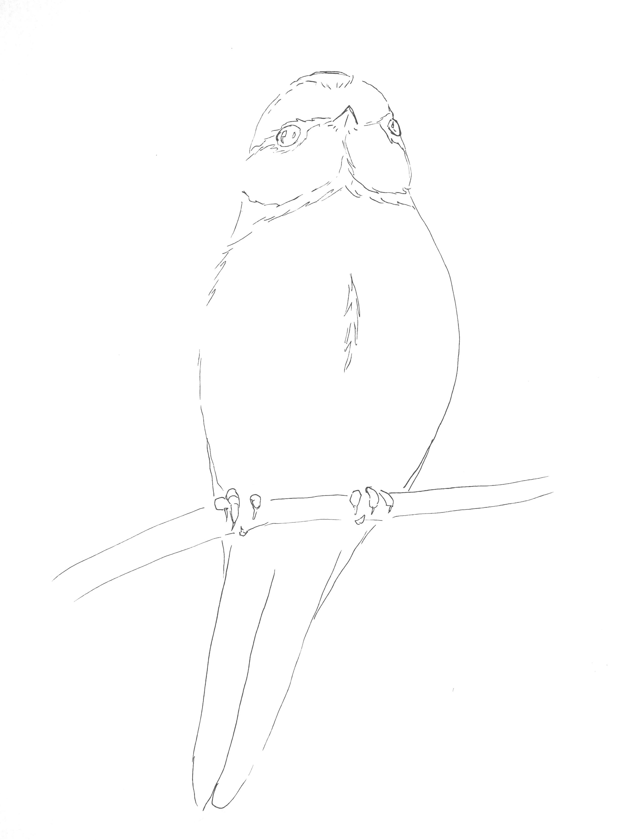 Basic outline sketch of a bluetit