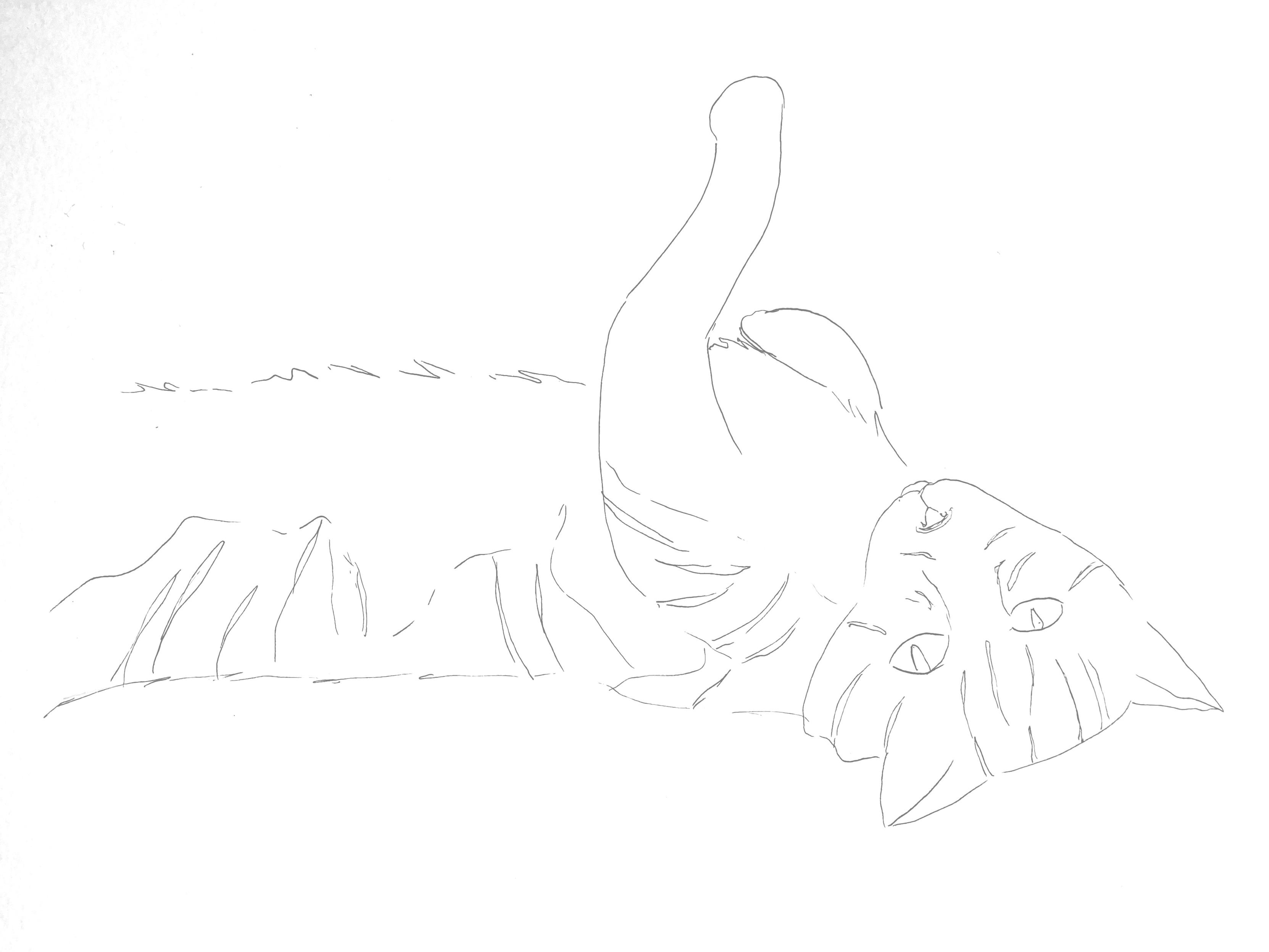 Line drawing of a cat lying on its back