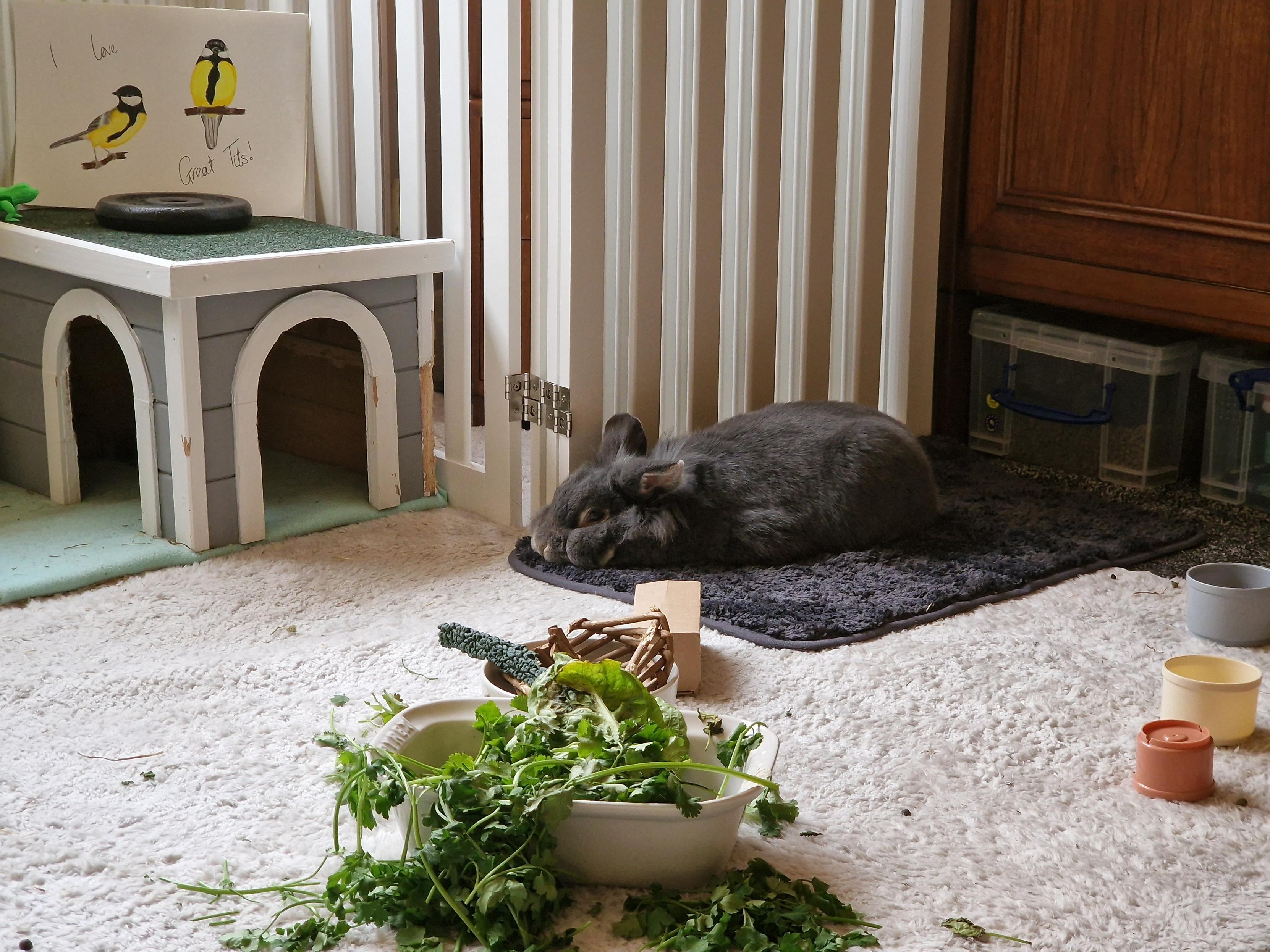 Grey bunny lying on a bath mat. He's kind of loafed but with his head flat against the floor, making it look like he's trying to resemble a slug