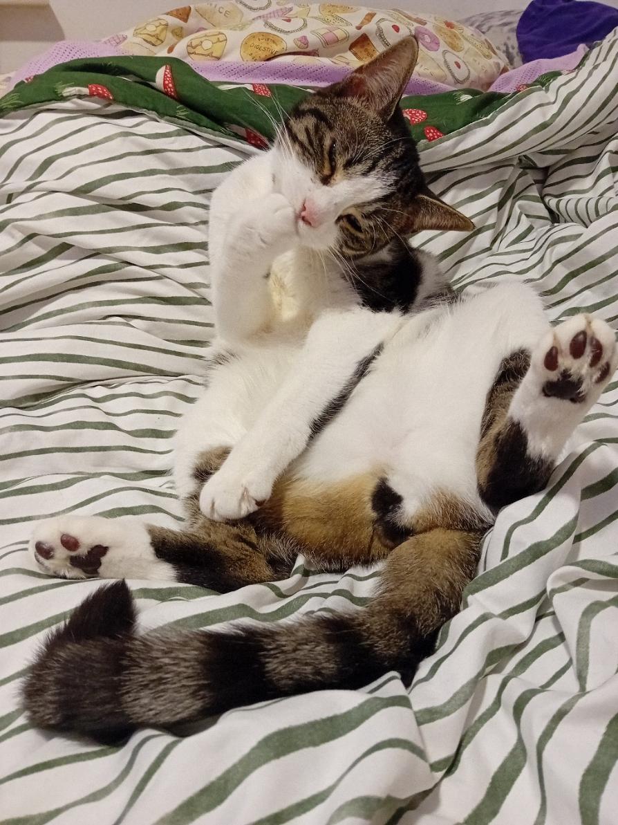 Theo is laying on the bed half sat up, back legs spread out, showing his toe beans and deflated nuggets to all. He's got his head tilted to one side, a paw to his mouth like he's holding in some snickering.