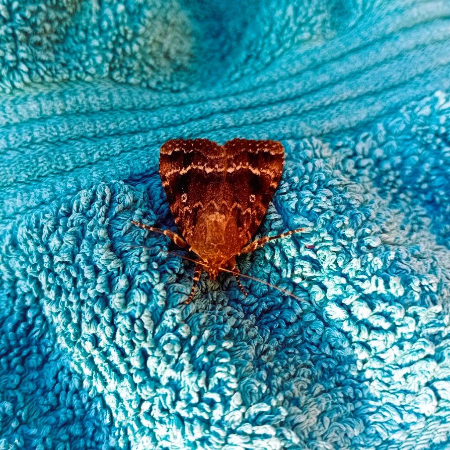 A large brown moth with scalloped, triangular wings. The wings have white eye-like markings and wavy horizontal white stripes. The legs are a very fluffy brown with white stripes, kinda like programmer socks. It's sitting on the blue towel I was trying to bring in off the line outside.
