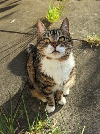 Nina the tabby cat with a white chest is standing on some paving stones with grass growing out of them. the light is bright and she's looking slightly above the camera 