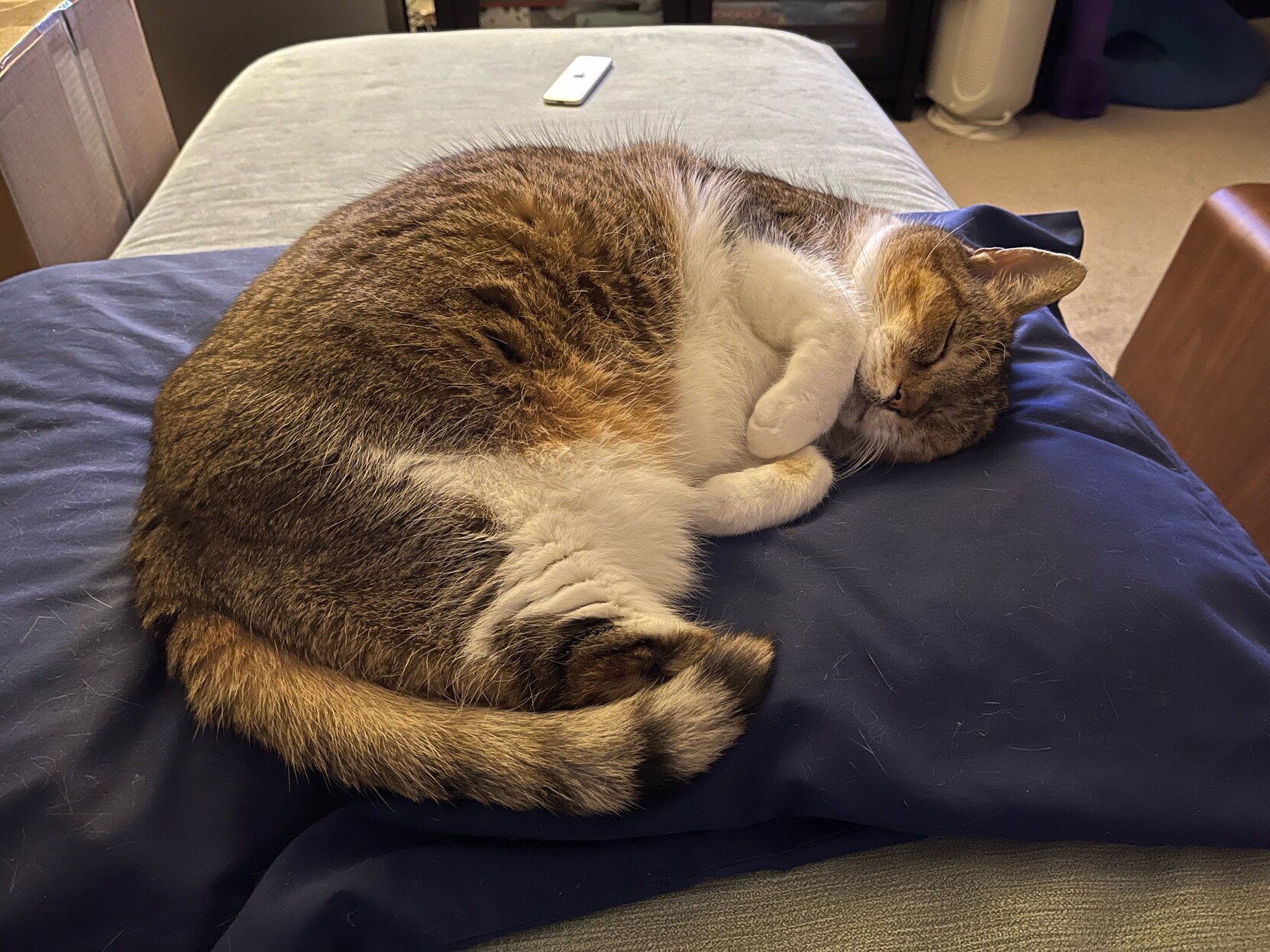 a three-legged cat curled up on a pillow, with her paws tucked in front of her.