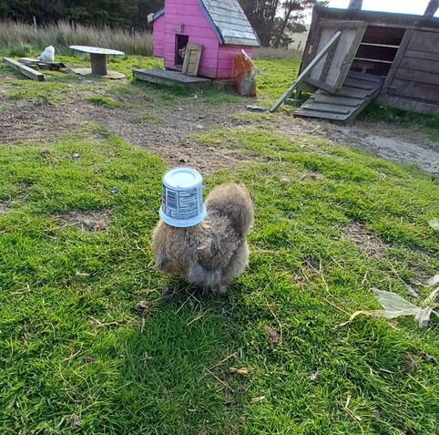 A fluffy chicken with an empty tub of sour cream over her head 