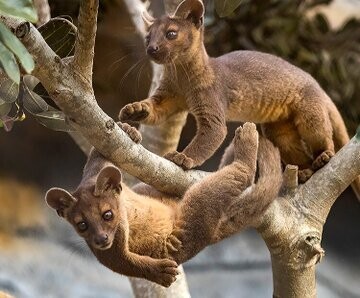 two baby fossas, playing on a tree.