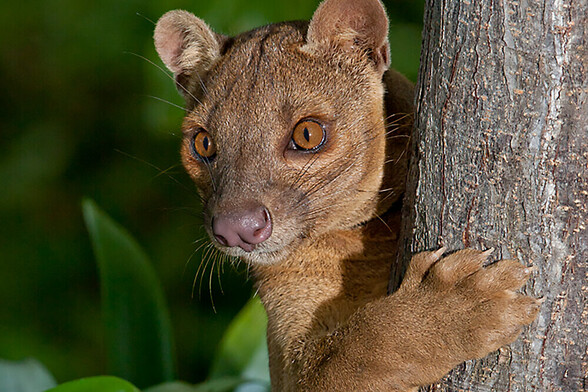 a fossa clinging to a tree.