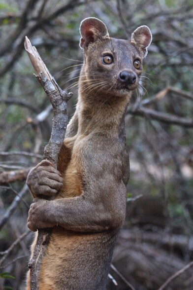a startled looking fossa clinging to a tree branch. its front leg is indescribablu buff.