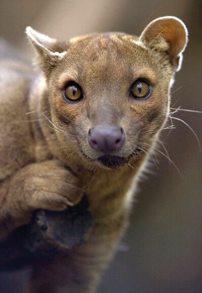 A fossa looking at the camera. a cat like animal, but a million times more beautiful than a cat.