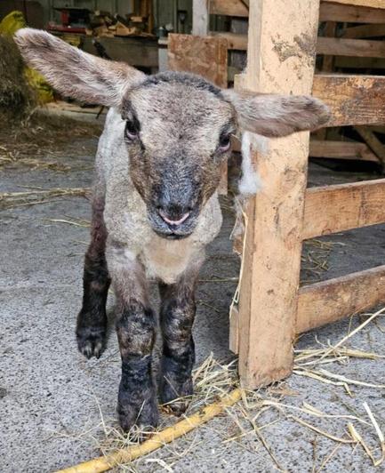 Photo of Jack, a day old lamb, his ears are ridiculously long 