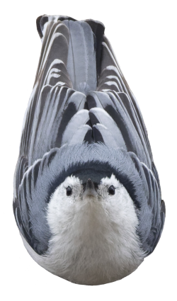 :nuthatch: