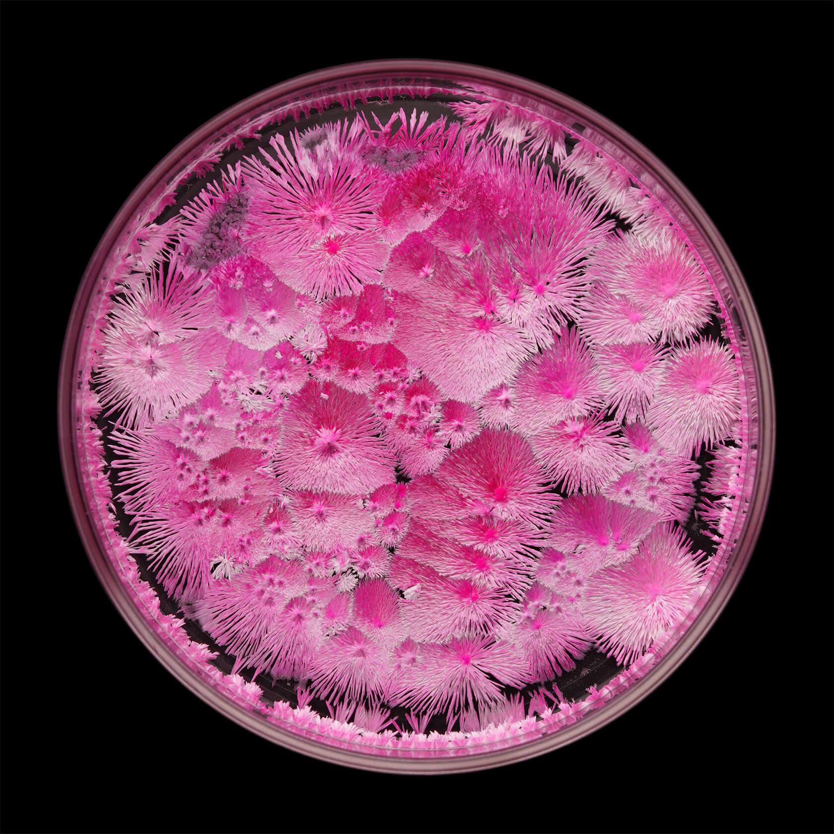 Petri dish densely filled with delicate pink and white crystal formations resembling flowers and radiating bursts.