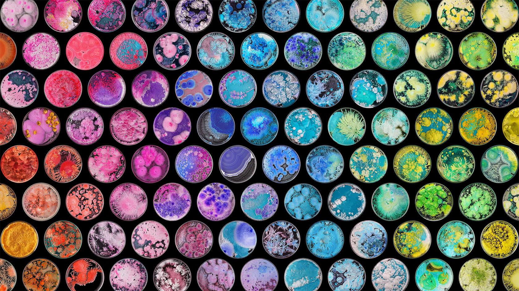 Grid of colorful petri dishes containing intricate crystal formations in shades of pink, blue, green, yellow and orange against a black background.