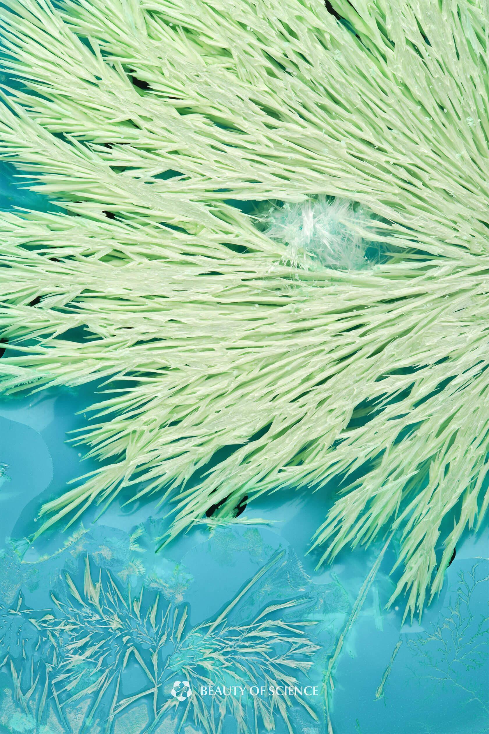 Close-up of pale green needle-like crystals spreading across a bright turquoise surface in dense, branching formations.