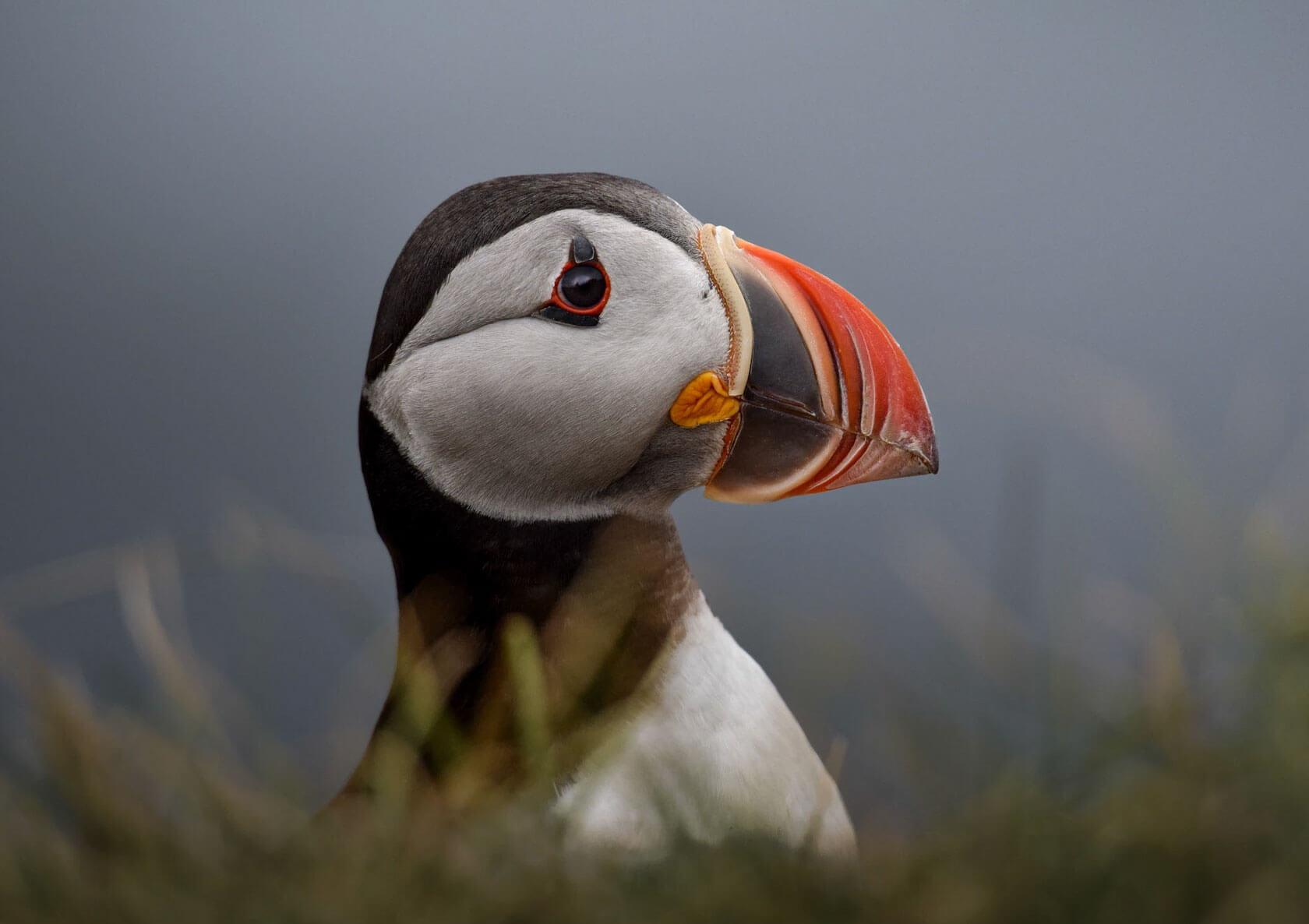 Close-up portrait of an Atlantic puffin showing its brightly colored triangular beak, red-ringed eye, and black-and-white plumage against a soft, misty background.