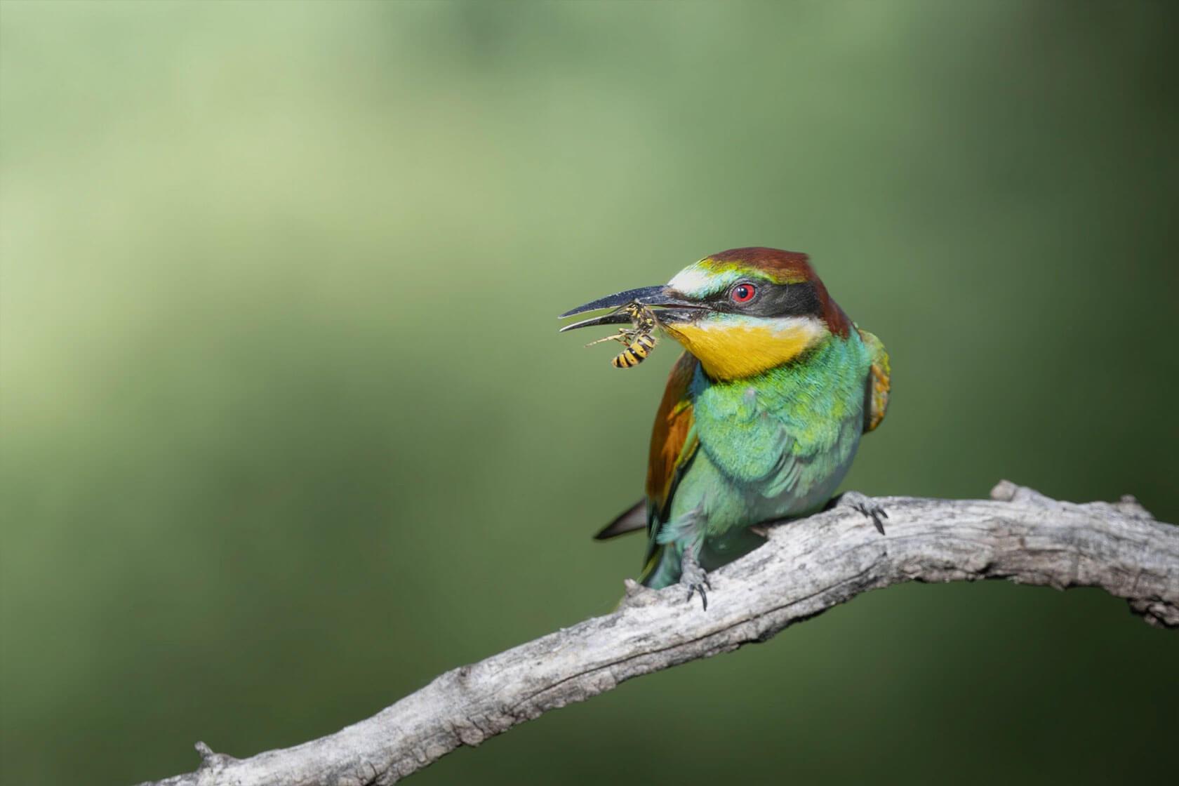 Colorful bee-eater perched on a branch gripping a yellow-and-black wasp in its beak, its red eye and green, yellow and chestnut plumage contrasted against a soft green background.
