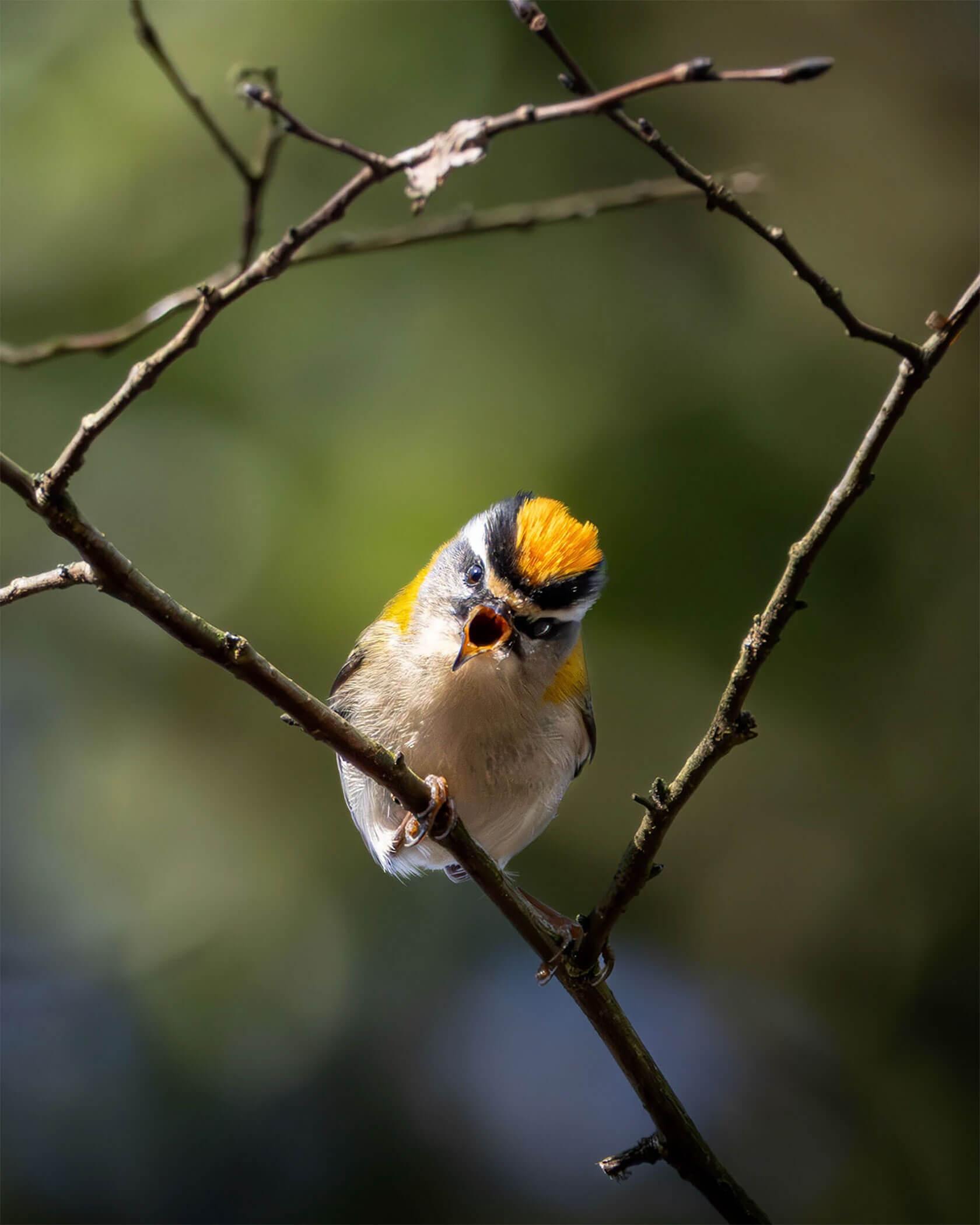 Small songbird with a bright orange crown and black eye stripe perched on slender twigs, beak wide open mid-call against a soft green blurred background.