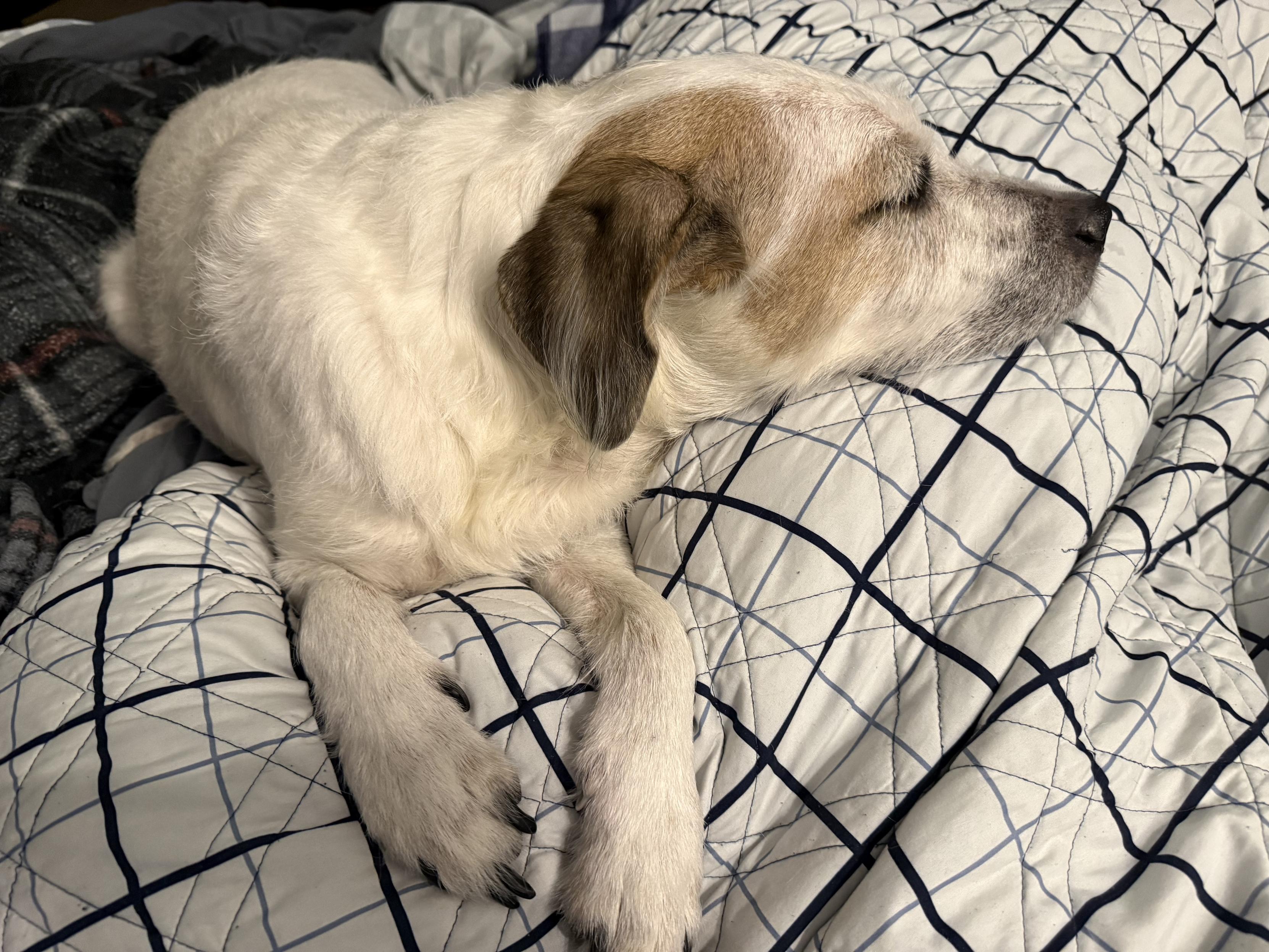 Harley lounging on the bed