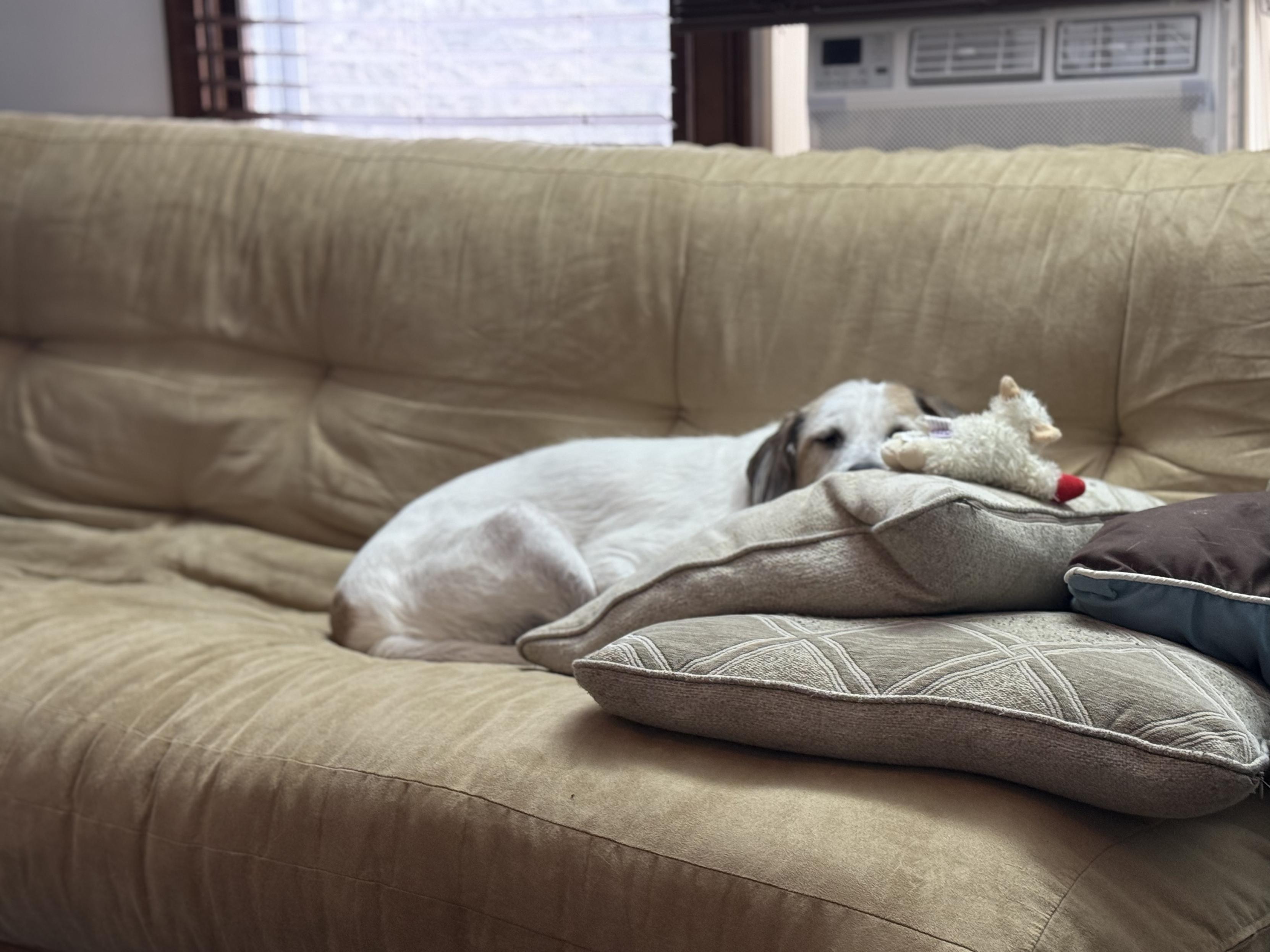 Me, Harley, the goodest doggo, on Dad’s couch while he works. Lammy toy too.