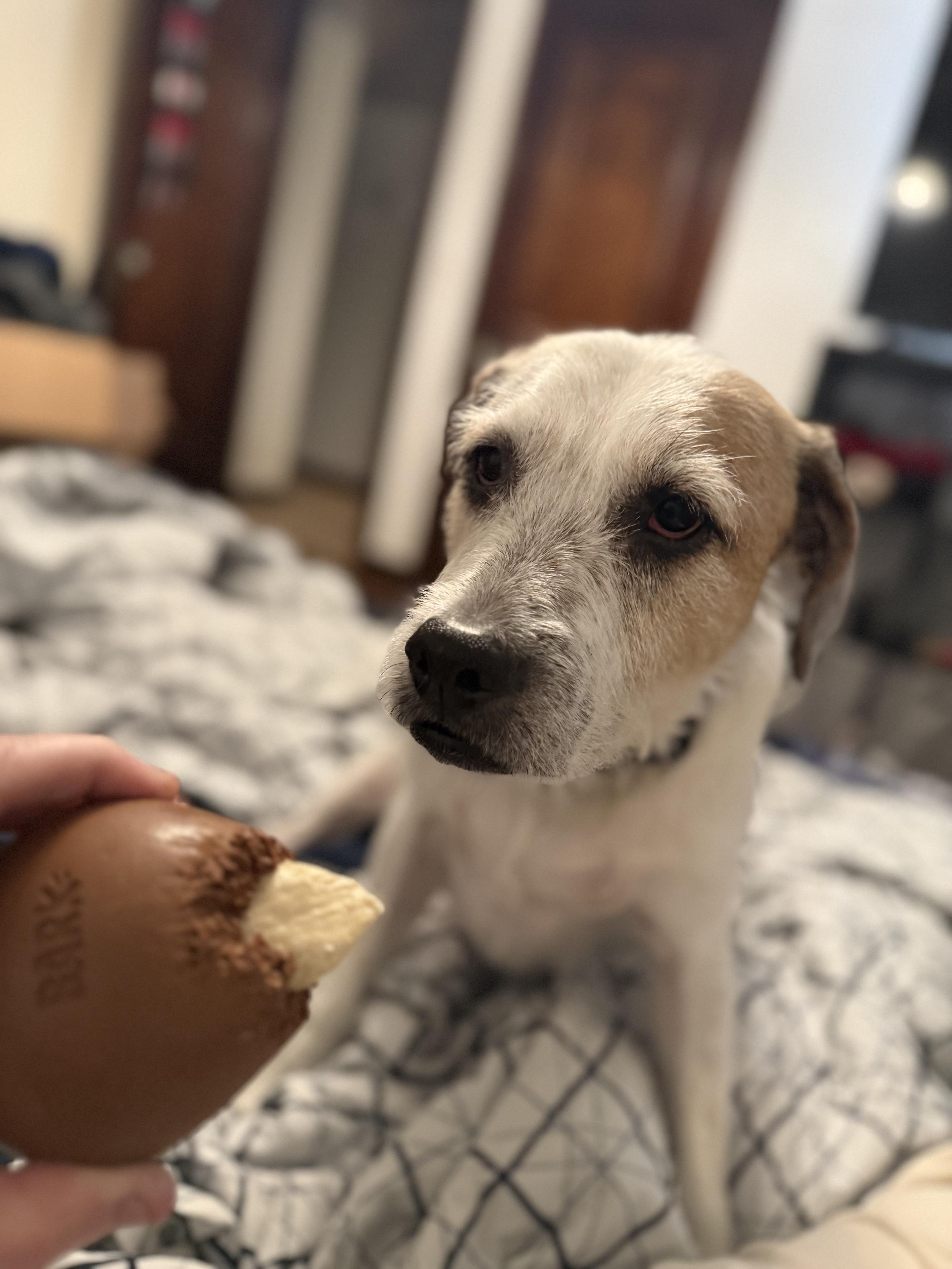 My dog along with his shank